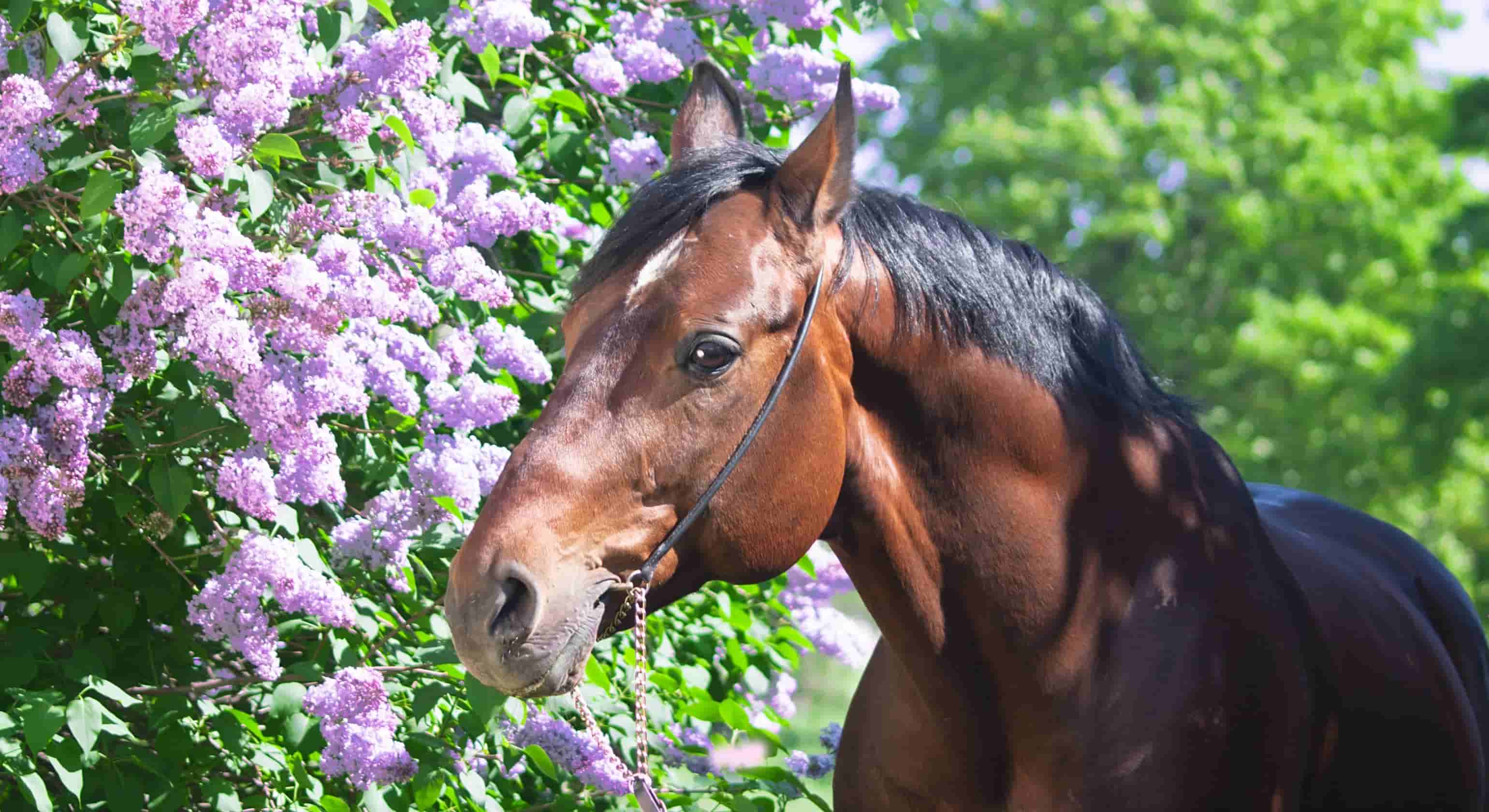 Allergic Answer Dealing Your Horse’s Allergens