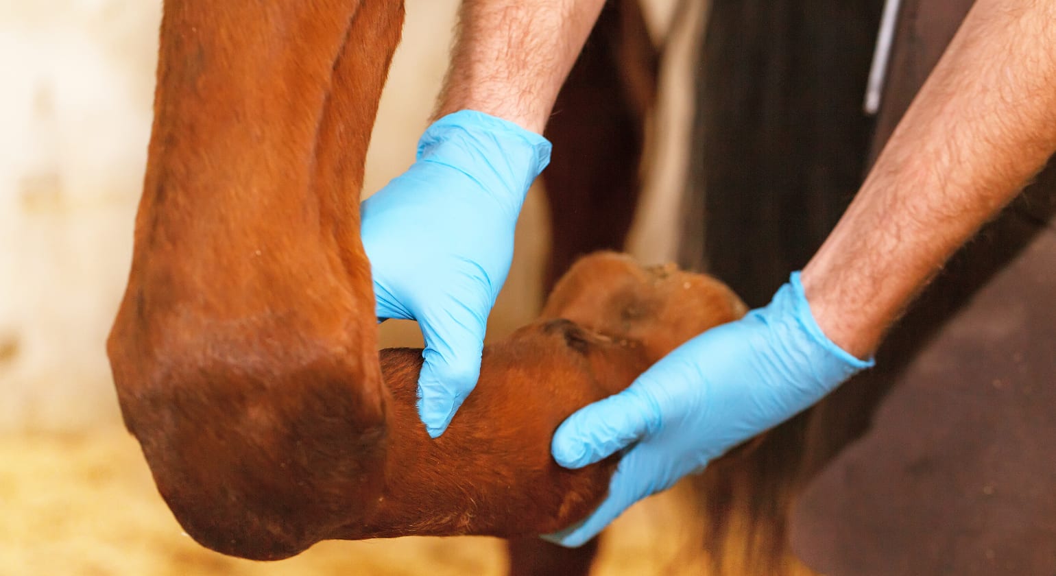 Treating Joint Problems in Horses – Arthritis in Horses