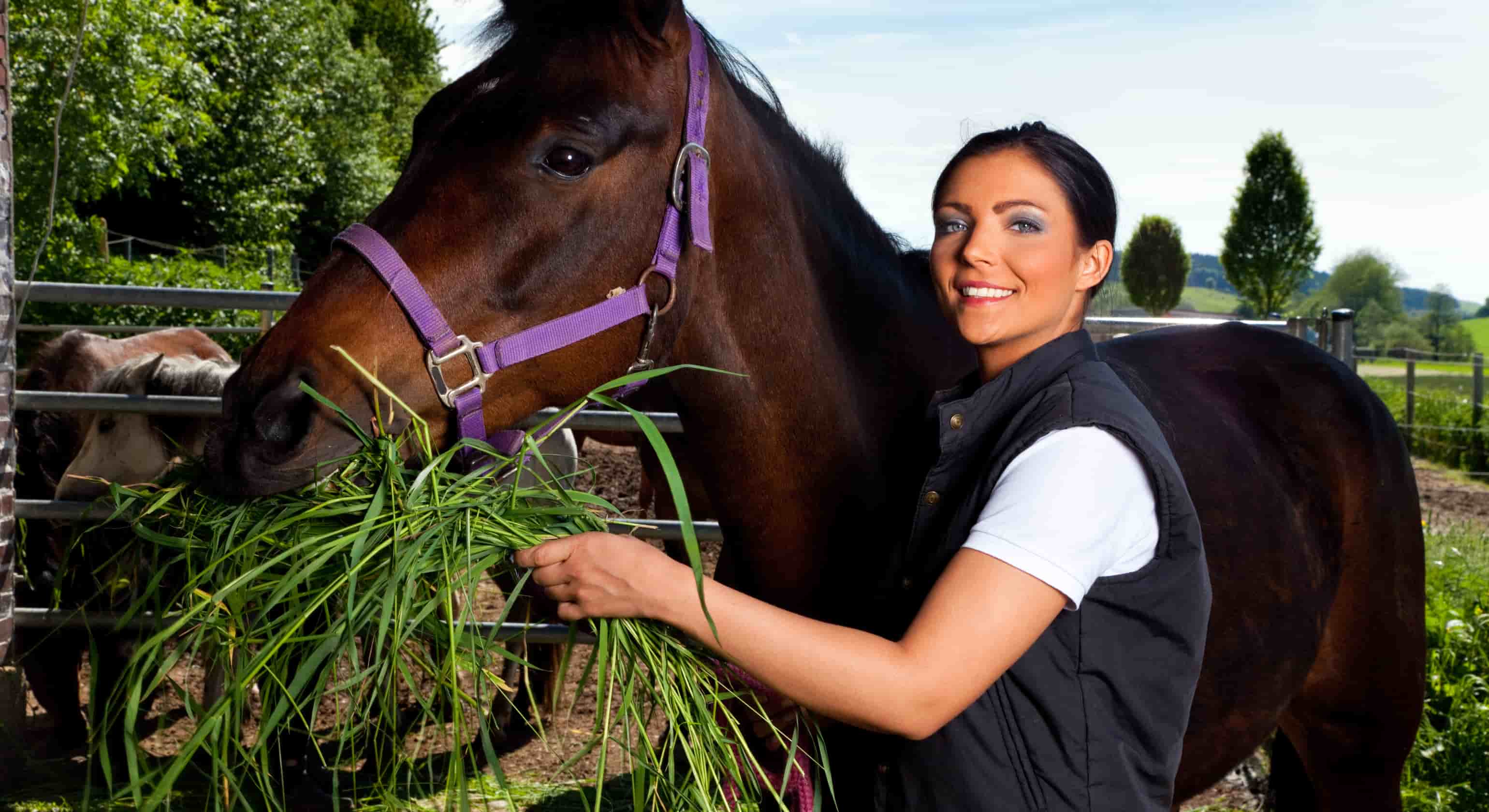 Feeding and Nutritional Performance Horses