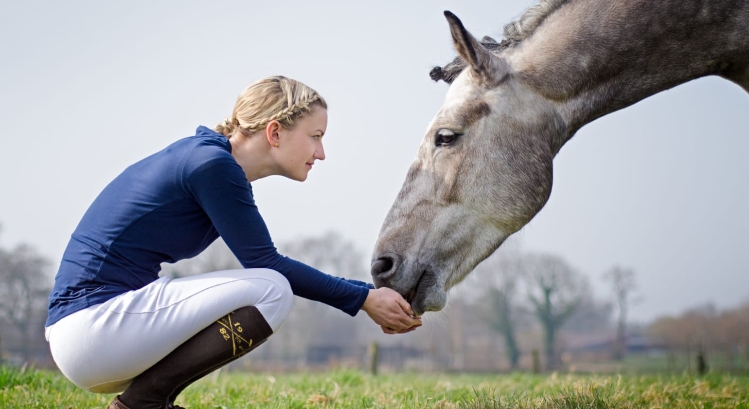 Horse Gastric Ulcer Supplements