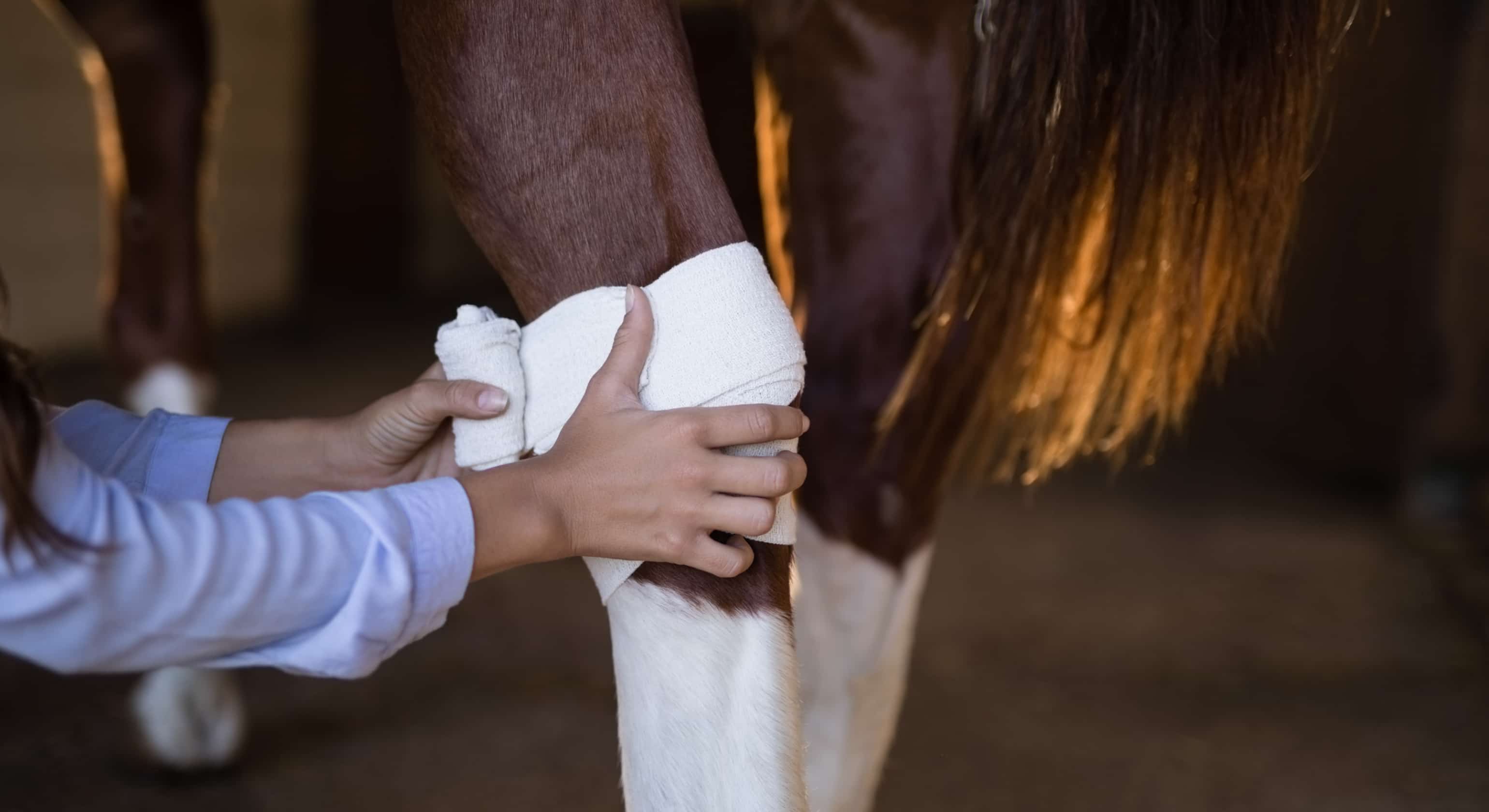 Horse Injuries – Tendon & Ligaments Connectivity