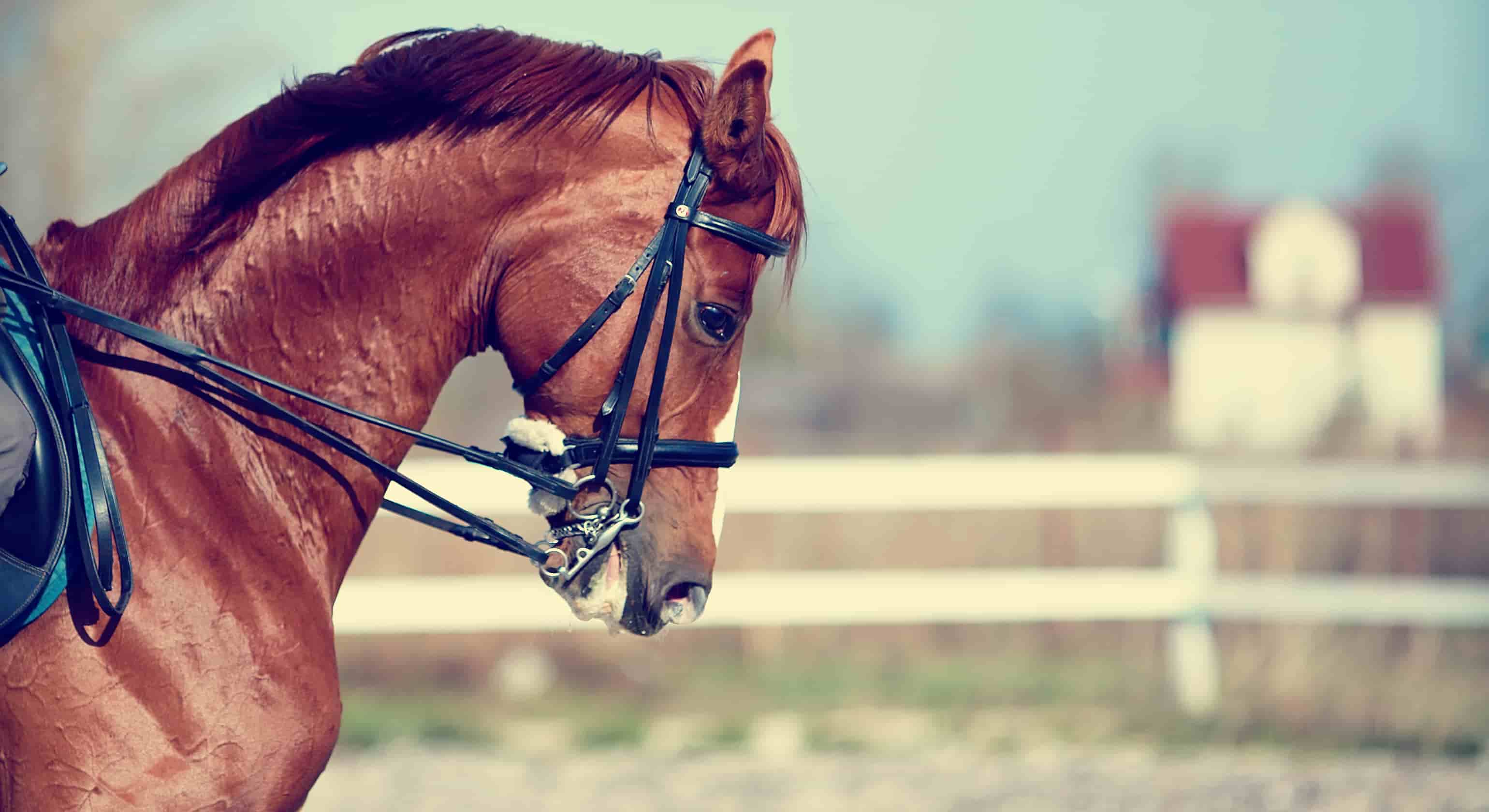 Managing Common Muscle Disorders in Horses