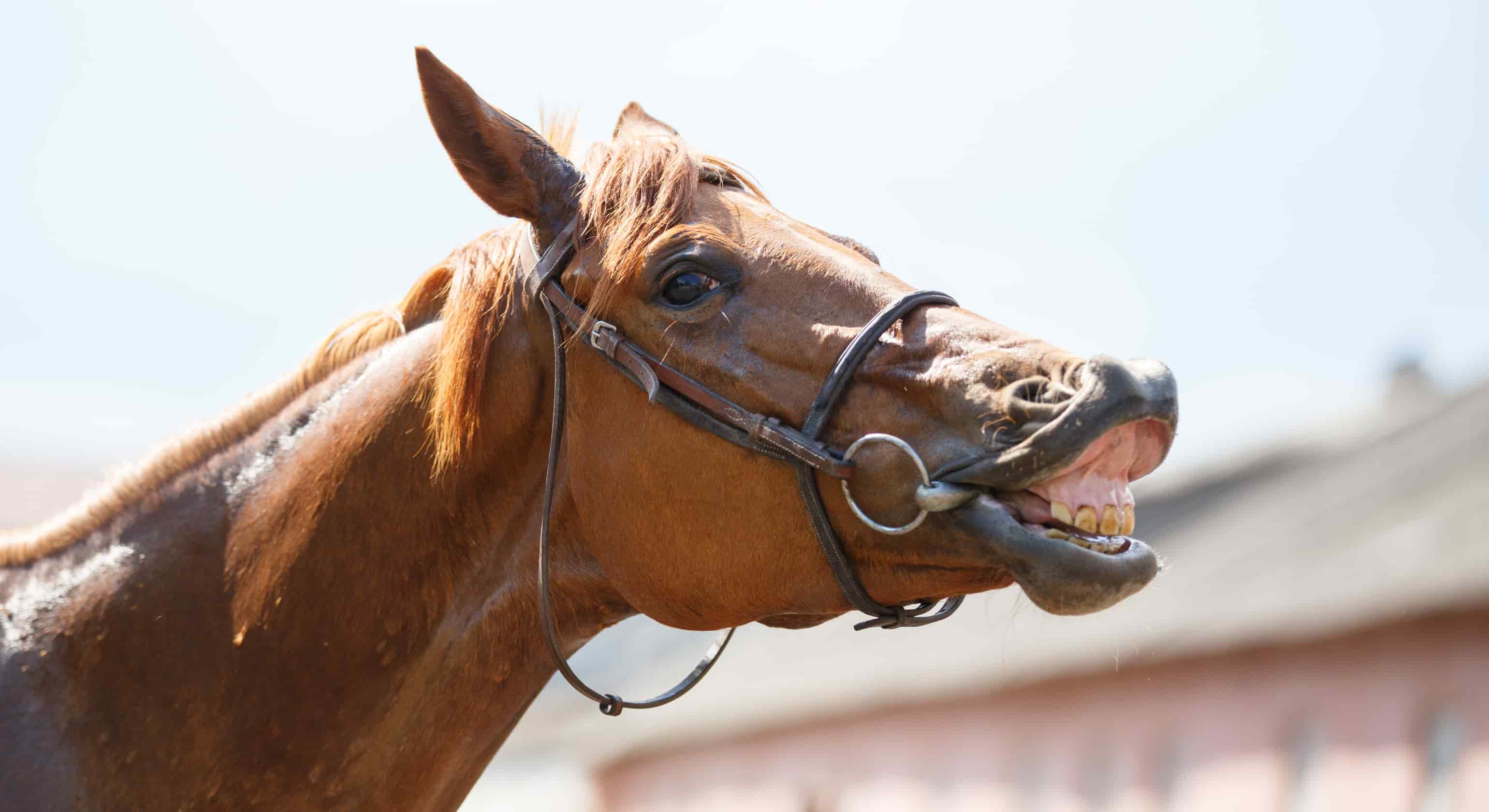 Peripheral Dental Caries in Horses