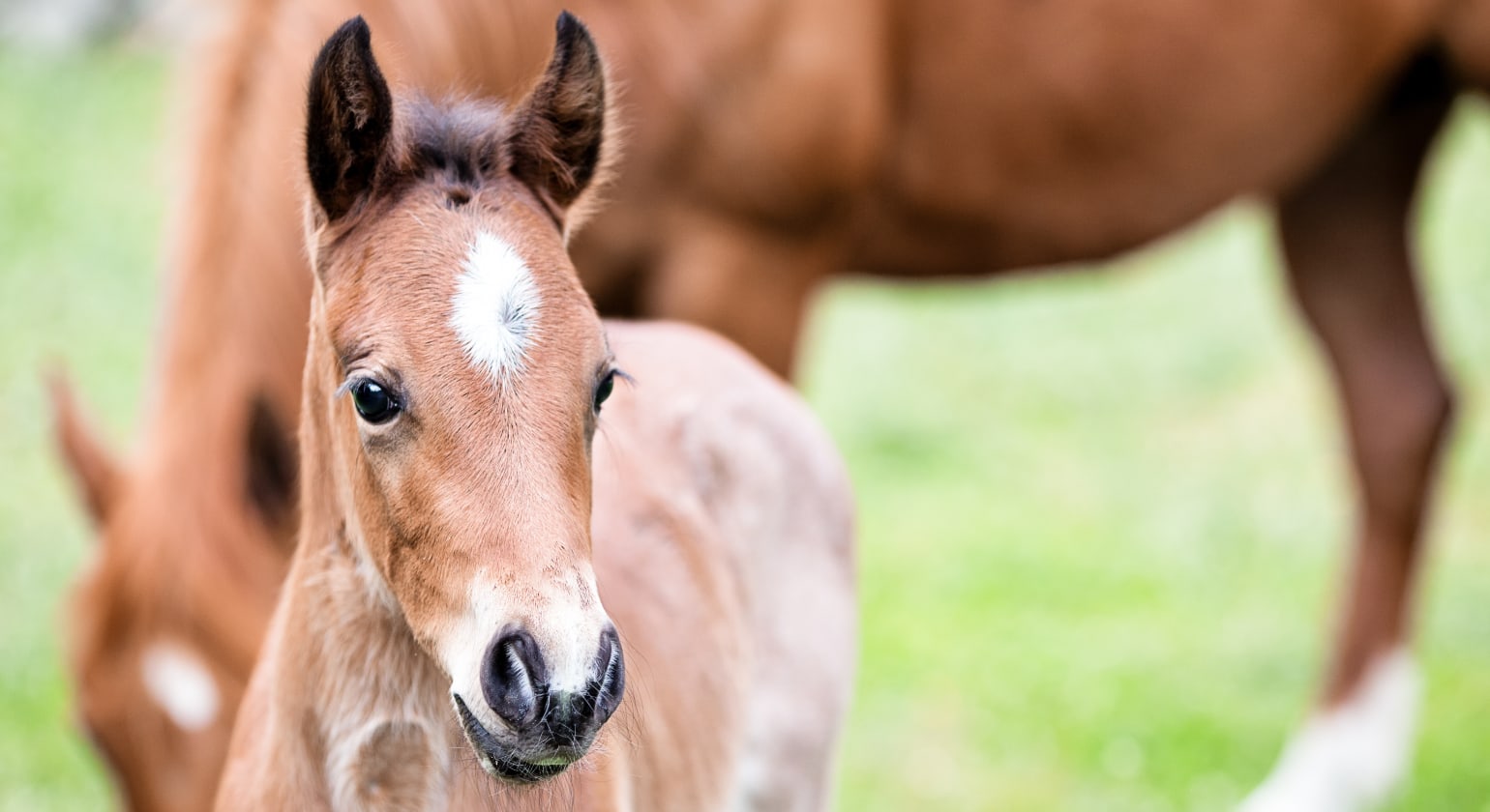 Reducing weaning stress in foals