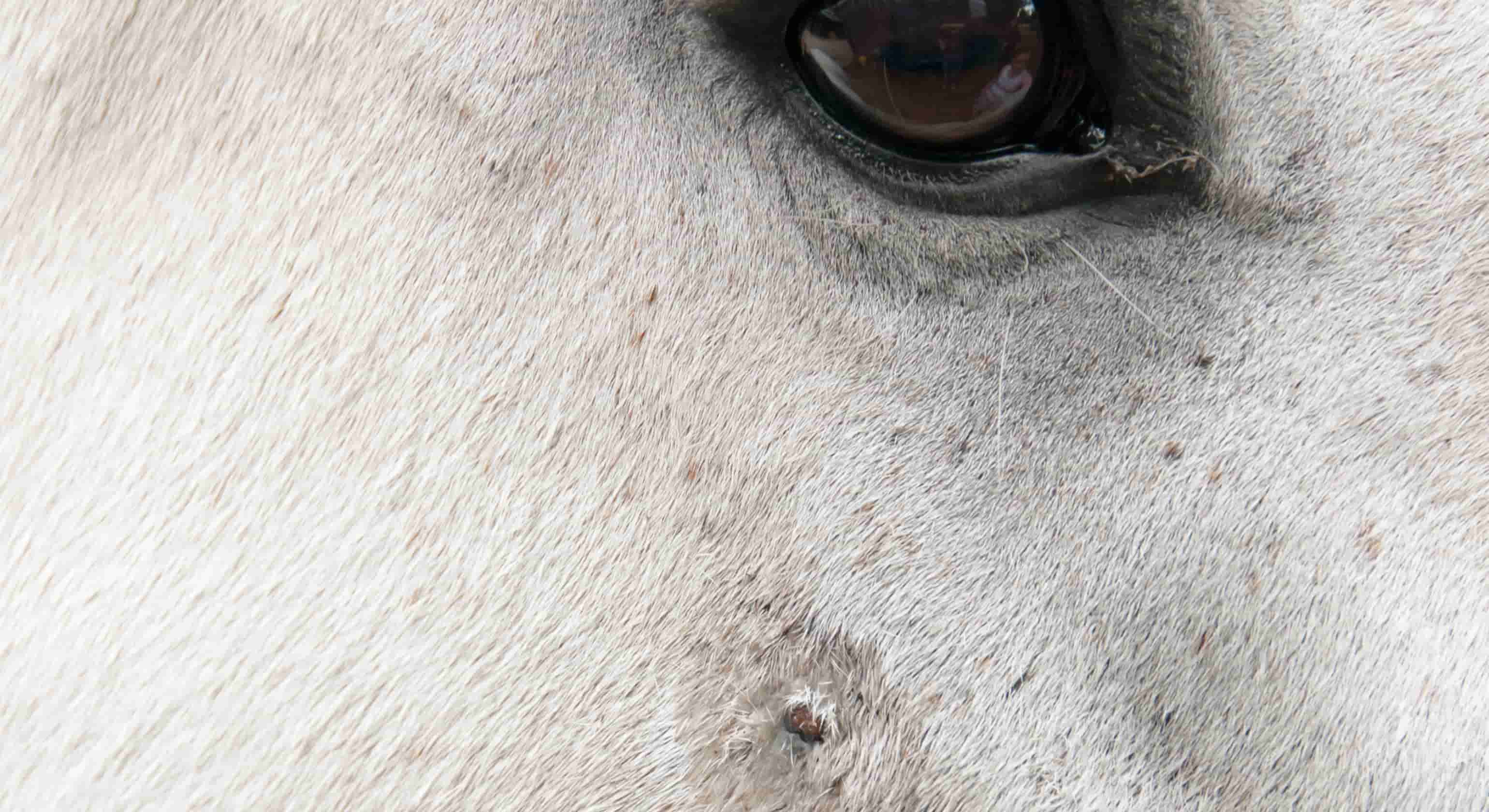 Sarcoid in Horse: A Cure on their way