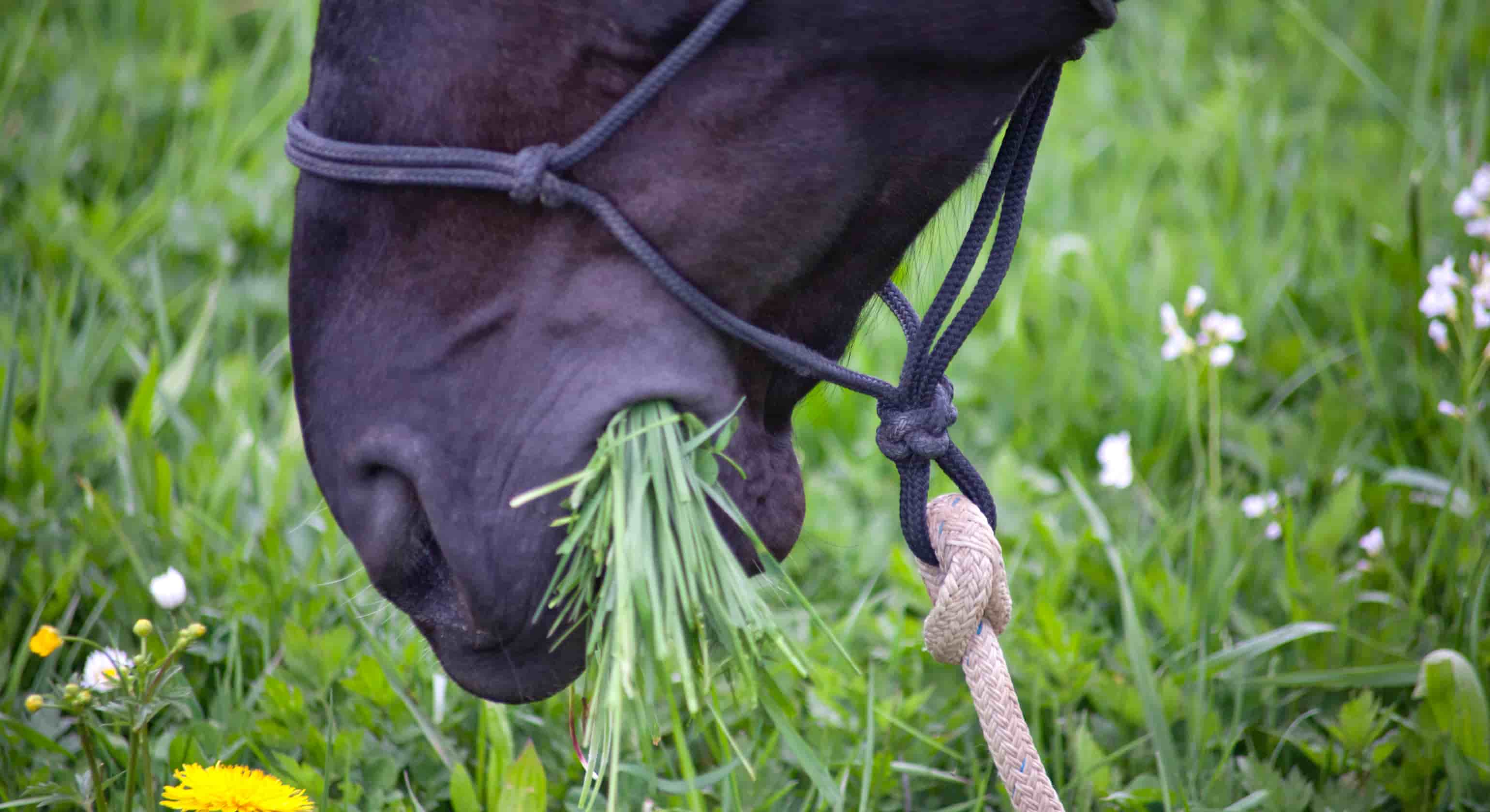 Simple Feeding – Supplementing Based Equine Diets