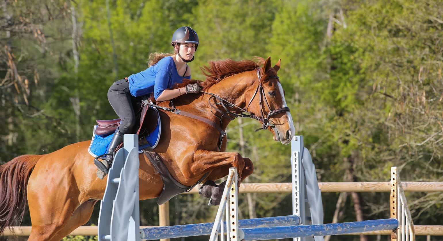 Supplements for Performance Horses