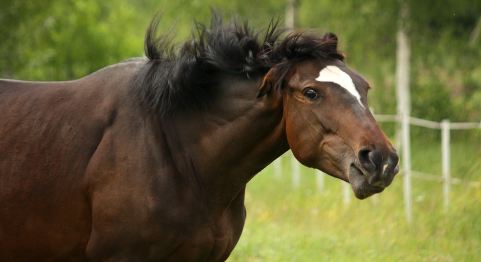 The importance of the headshaking in horses