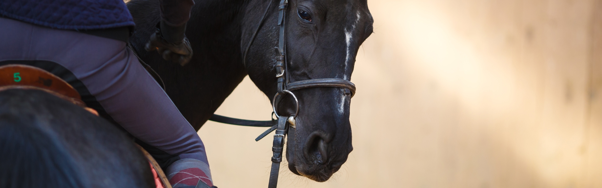 The Importance of Vitamin E in Horses