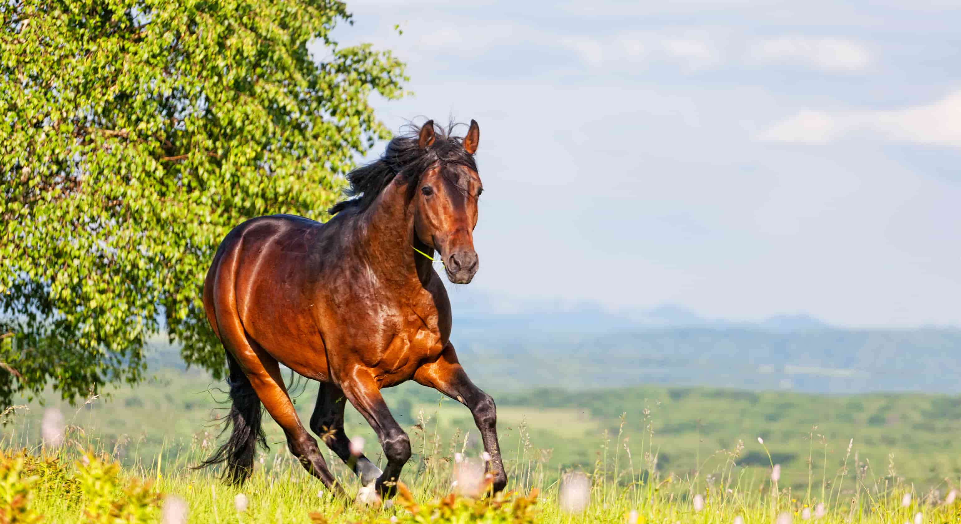Horse metabolic conditions - Equine Metabolic Syndrome