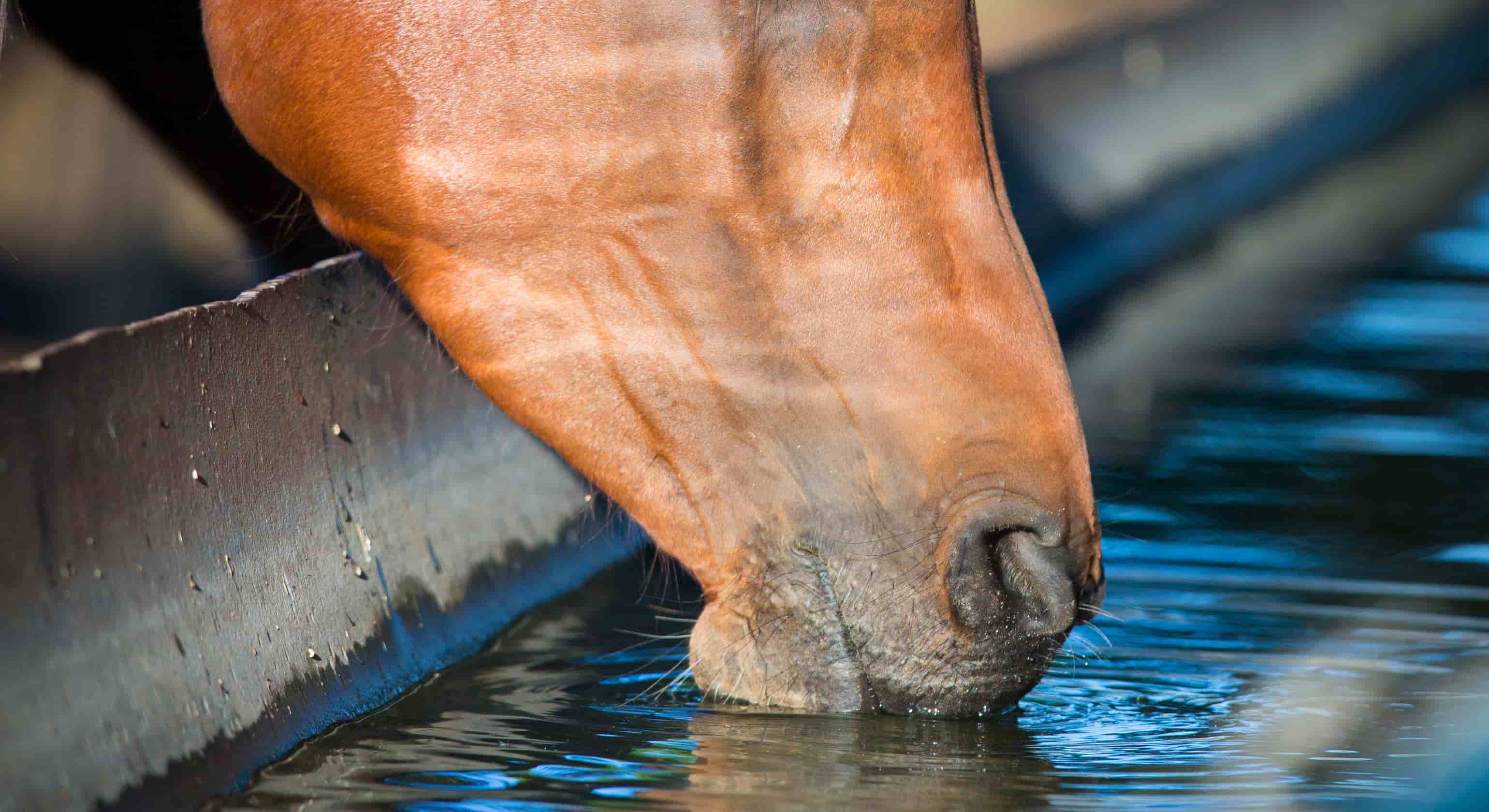 Understanding Hydration & Electrolytes in Horses