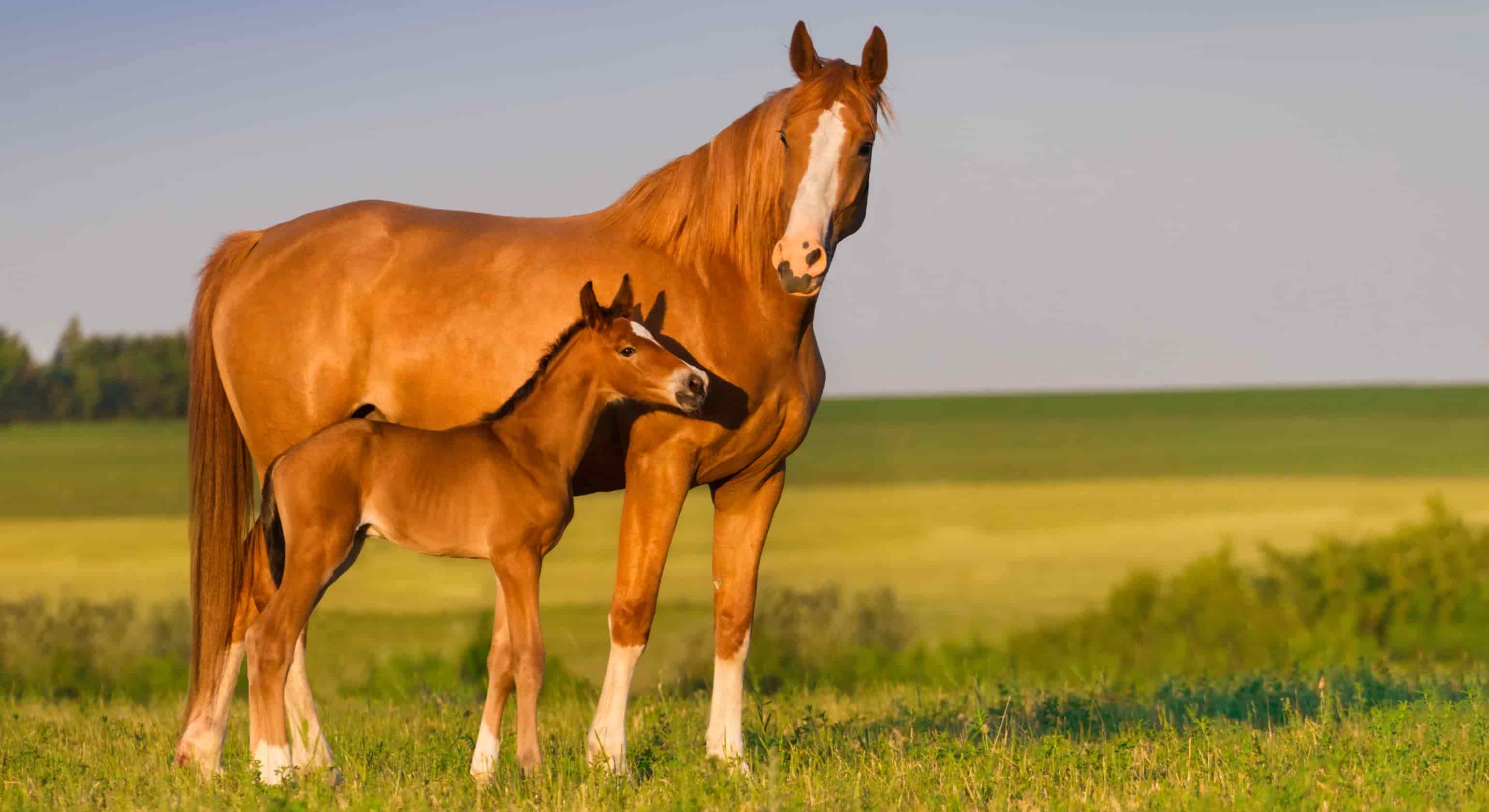 Weaning Season Nutrition for Foals and Mares